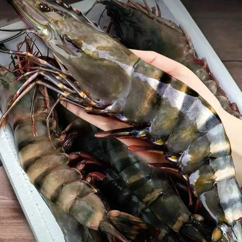 Extra large black tiger prawns, sent live frozen.
