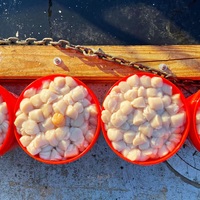 Large Dry Dayboat Scallops Pack of 10