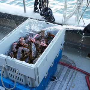 [Super Jumbo 4kg+] Wild-Caught Live Lobster