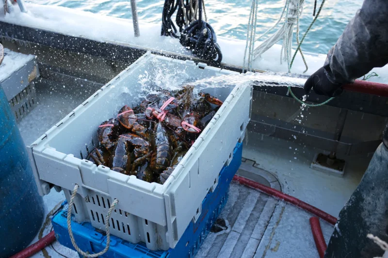 [Super Jumbo 4kg+] Wild-Caught Live Lobster