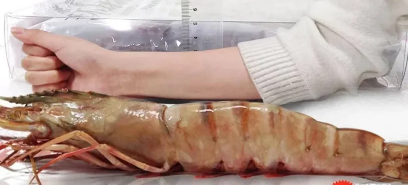 Extra large black tiger prawns, sent live frozen.
