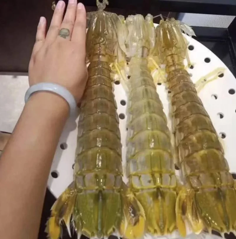 jumbo Mantis Shrimp Live Seafood Shipped with Oxygen Packs