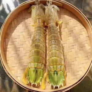 jumbo Mantis Shrimp Live Seafood Shipped with Oxygen Packs