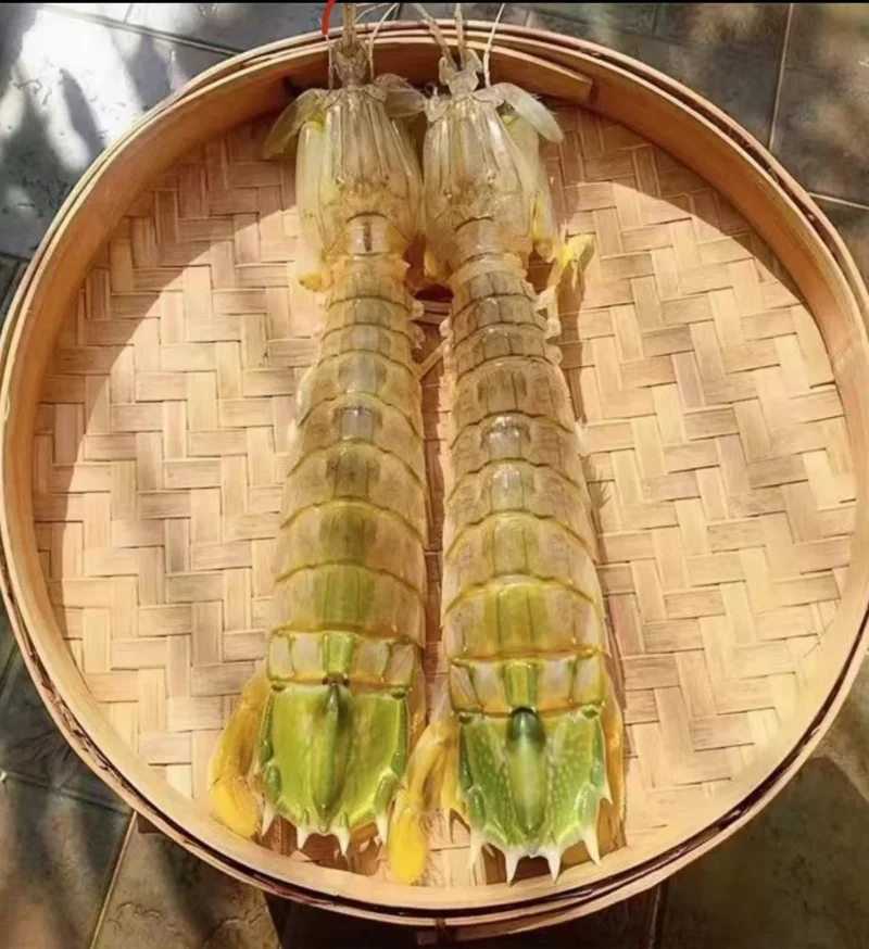 jumbo Mantis Shrimp Live Seafood Shipped with Oxygen Packs