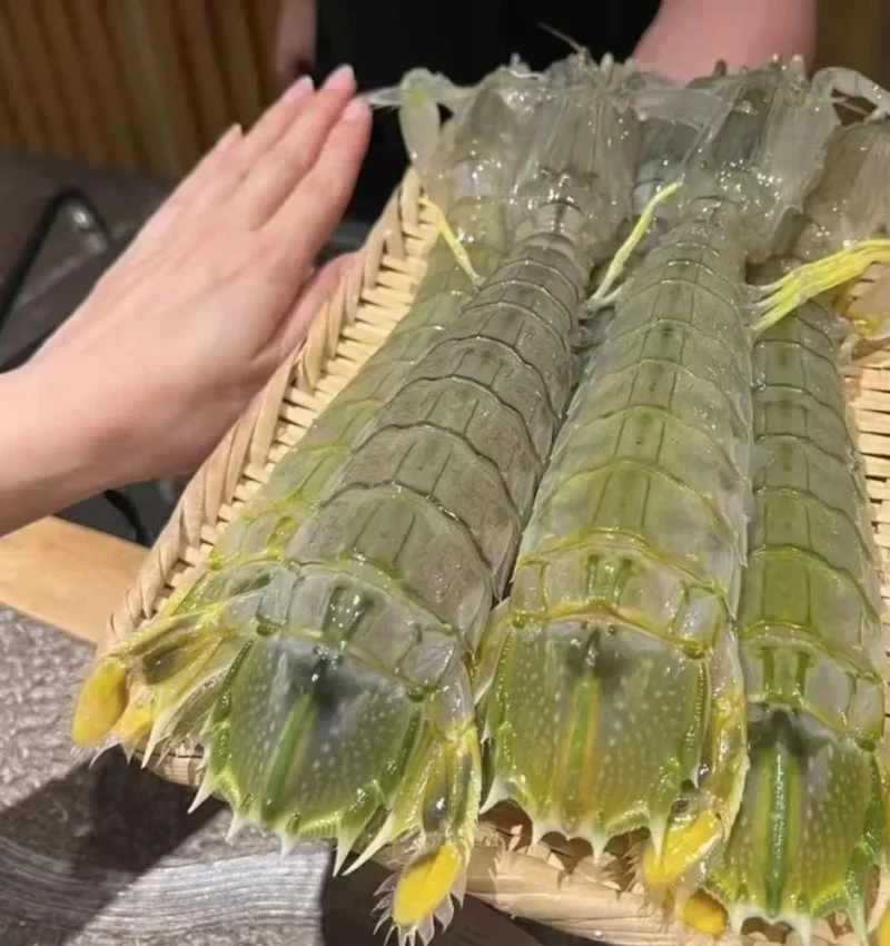 jumbo Mantis Shrimp Live Seafood Shipped with Oxygen Packs