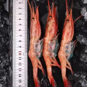 Top-grade Sashimi Seafood, Arctic Sweet Shrimp