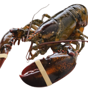 [ Super Jumbo 3kg+] Wild-Caught Live Lobster