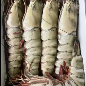 Extra large black tiger prawns, sent live frozen.
