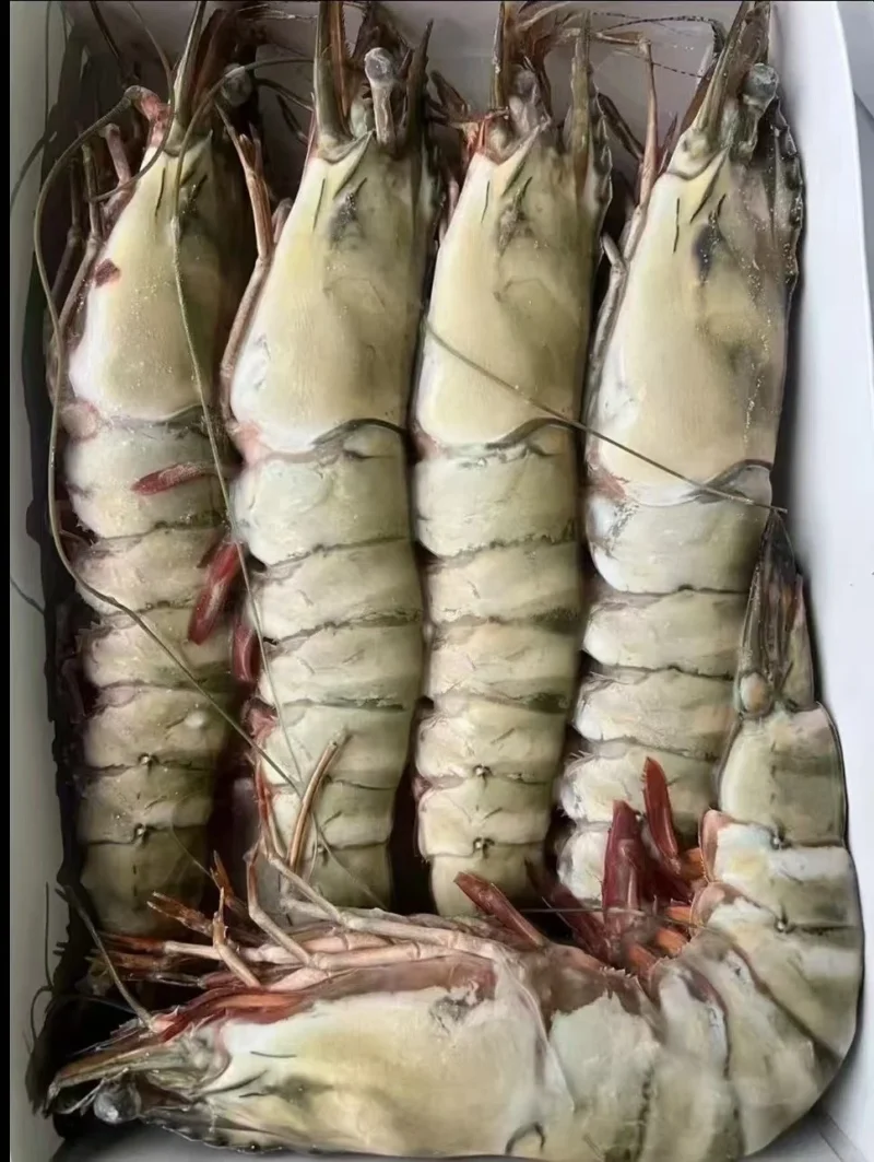 Extra large black tiger prawns, sent live frozen.