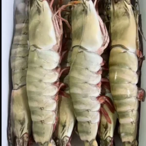 Extra large black tiger prawns, sent live frozen.