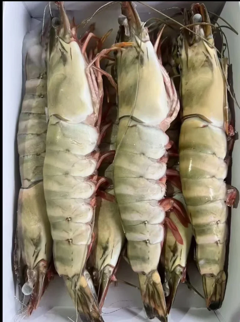 Extra large black tiger prawns, sent live frozen.