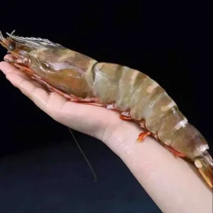 Extra large black tiger prawns, sent live frozen.
