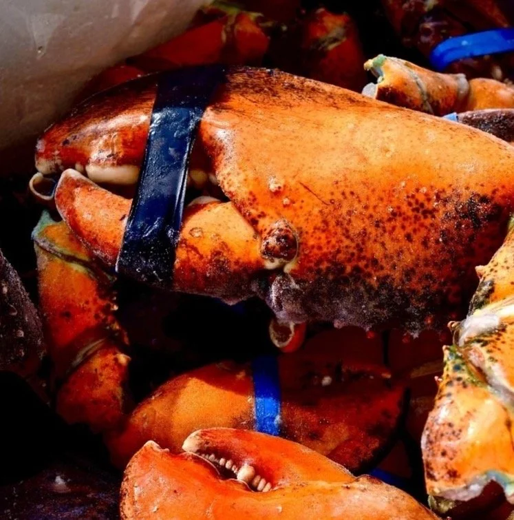 LIMITED EDITION: Giant Deep-Sea Lobster Pincers 🔥 Hurry up!