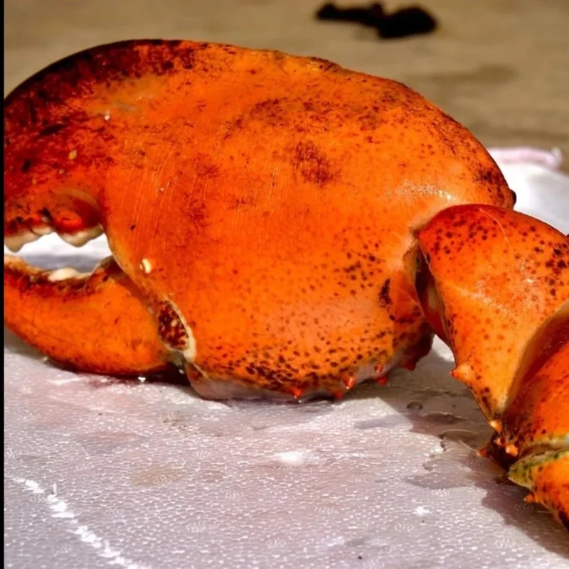 LIMITED EDITION: Giant Deep-Sea Lobster Pincers 🔥 Hurry up!