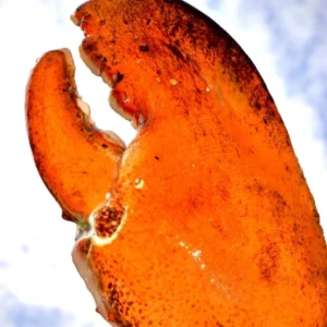 LIMITED EDITION: Giant Deep-Sea Lobster Pincers 🔥 Hurry up!