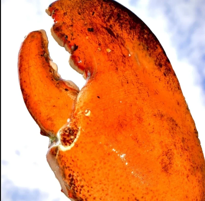 LIMITED EDITION: Giant Deep-Sea Lobster Pincers 🔥 Hurry up!