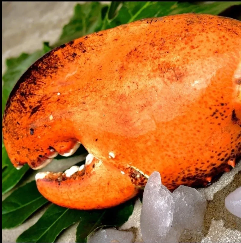 LIMITED EDITION: Giant Deep-Sea Lobster Pincers 🔥 Hurry up!