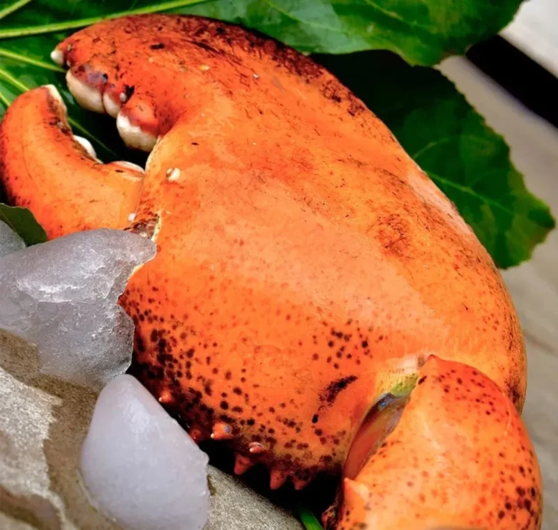 LIMITED EDITION: Giant Deep-Sea Lobster Pincers 🔥 Hurry up!